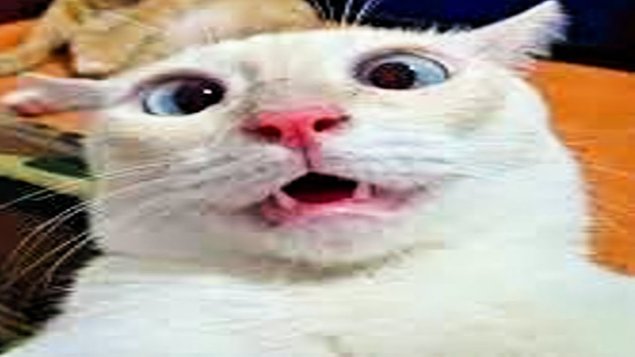 One Cell Brain Cats Meow Clips